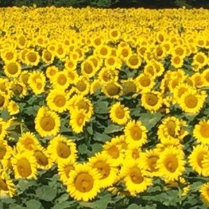 Meet your Posher, Denise